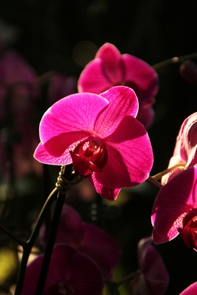 Phalaenopsis   068.jpg